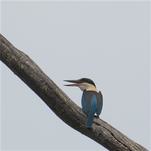 Todiramphus sanctus at Bungonia, NSW - 17 Nov 2024 09:36 AM