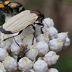 Castiarina luteipennis (Jewel beetle) at Bungonia, NSW - 17 Nov 2024 by trevorpreston