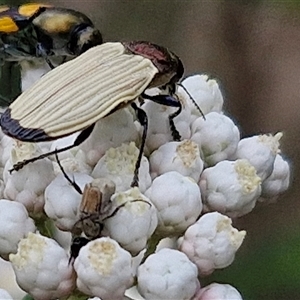 Castiarina luteipennis at suppressed - suppressed