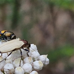 Castiarina luteipennis at suppressed - 17 Nov 2024