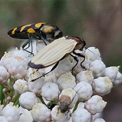 Castiarina luteipennis at suppressed - suppressed