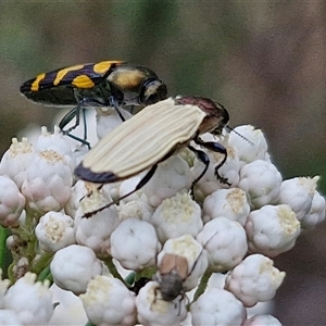 Castiarina luteipennis at suppressed - suppressed