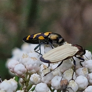 Castiarina luteipennis at suppressed - suppressed