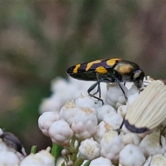 Castiarina luteipennis at suppressed - suppressed