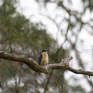 Todiramphus sanctus at Bungonia, NSW - 17 Nov 2024 09:33 AM