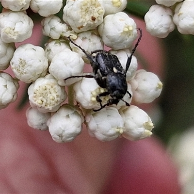 Microvalgus sp. (genus) (Flower scarab) at Bungonia, NSW - 17 Nov 2024 by trevorpreston