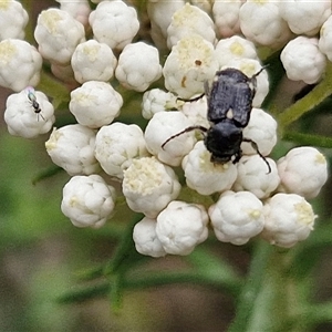 Microvalgus sp. (genus) at Bungonia, NSW - 17 Nov 2024