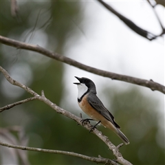 Pachycephala rufiventris (Rufous Whistler) at Bungonia, NSW - 16 Nov 2024 by Nug