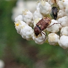 Microvalgus sp. (genus) at Bungonia, NSW - 17 Nov 2024