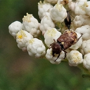 Microvalgus sp. (genus) at Bungonia, NSW - 17 Nov 2024