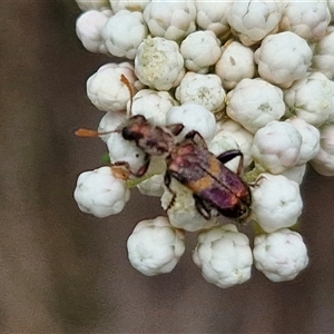 Eleale pulchra at Bungonia, NSW - 17 Nov 2024 12:44 PM