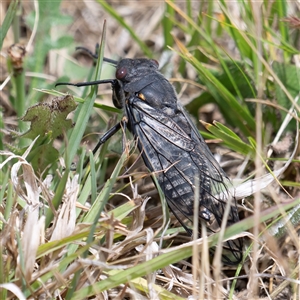 Psaltoda moerens at Bungonia, NSW - 17 Nov 2024 10:12 AM