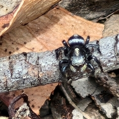 Salpesia sp. (genus) - 1 Jan 1900 by trevorpreston