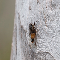 Unidentified Cicada (Hemiptera, Cicadoidea) at Bungonia, NSW - 17 Nov 2024 by Nug