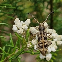 Pempsamacra dispersa (Longhorn beetle) at Bungonia, NSW - 17 Nov 2024 by trevorpreston