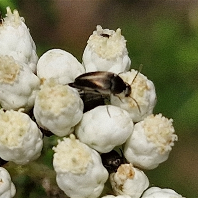 Mordella sp. (genus) (Pintail or tumbling flower beetle) at Bungonia, NSW - 17 Nov 2024 by trevorpreston