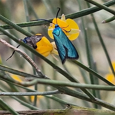 Pollanisus (genus) (A Forester Moth) at Bungonia, NSW - 17 Nov 2024 by trevorpreston