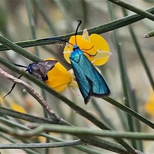 Pollanisus (genus) at Bungonia, NSW - 17 Nov 2024