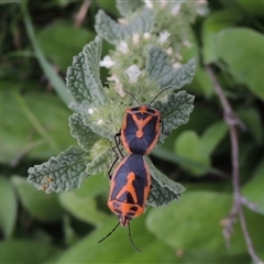 Agonoscelis rutila (Horehound bug) at Conder, ACT - 7 Jan 2024 by MichaelBedingfield