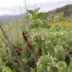 Agonoscelis rutila at Conder, ACT - 7 Jan 2024