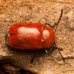 Aporocera (Aporocera) haematodes (A case bearing leaf beetle) at Ainslie, ACT - 16 Nov 2024 by jb2602