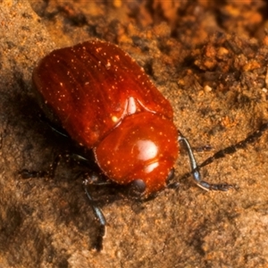 Aporocera (Aporocera) haematodes at Ainslie, ACT - 17 Nov 2024