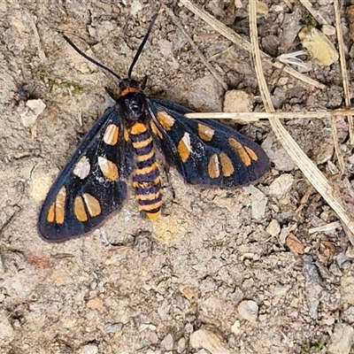 Amata (genus) (Handmaiden Moth) at Bungonia, NSW - 17 Nov 2024 by trevorpreston