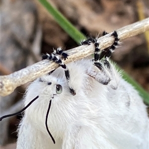 Pinara undescribed species near divisa at Campbell, ACT - 18 Nov 2024 11:05 AM