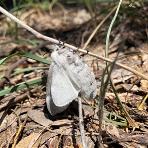 Pinara undescribed species near divisa at Campbell, ACT - 18 Nov 2024 11:05 AM