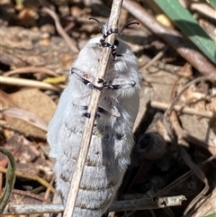 Pinara undescribed species near divisa at Campbell, ACT - 18 Nov 2024 11:05 AM