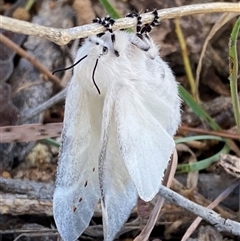 Pinara undescribed species near divisa at Campbell, ACT - 18 Nov 2024