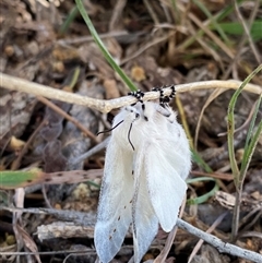 Pinara undescribed species near divisa at Campbell, ACT - 18 Nov 2024 11:05 AM