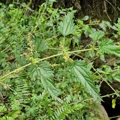 Urtica incisa (Stinging Nettle) at Bungonia, NSW - 17 Nov 2024 by trevorpreston