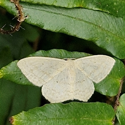 Scopula perlata (Cream Wave) at Bungonia, NSW - 17 Nov 2024 by trevorpreston