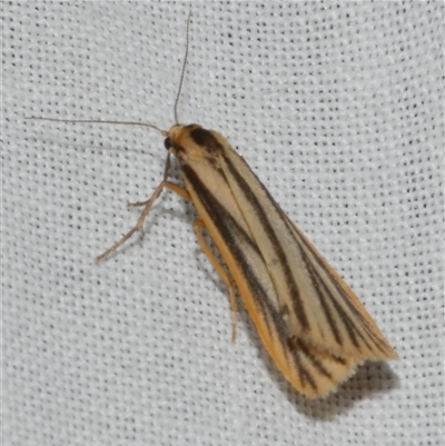 Phaeophlebosia furcifera (Forked Footman) at Freshwater Creek, VIC - 4 Nov 2024 by WendyEM