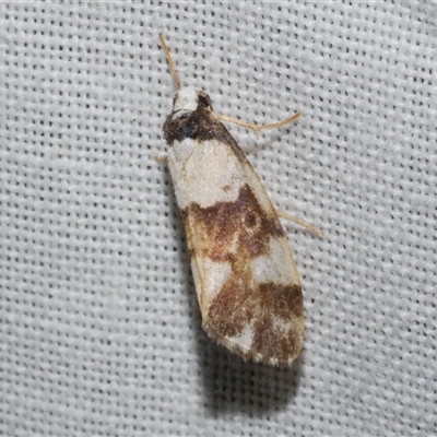 Philenora aspectalella (Little Mask Philenora) at Freshwater Creek, VIC - 4 Nov 2024 by WendyEM