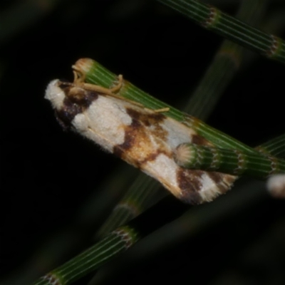 Philenora aspectalella (Little Mask Philenora) at Freshwater Creek, VIC - 4 Nov 2024 by WendyEM