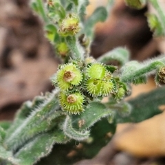 Hackelia suaveolens (Sweet Hounds Tongue) at Bungonia, NSW - 17 Nov 2024 by trevorpreston