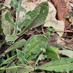 Hackelia suaveolens at Bungonia, NSW - 17 Nov 2024 12:11 PM