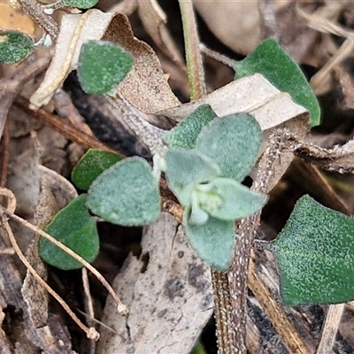 Einadia trigonos (Fishweed) at Bungonia, NSW - 17 Nov 2024 by trevorpreston