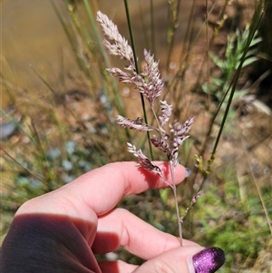 Holcus lanatus at Captains Flat, NSW - 18 Nov 2024