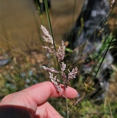 Holcus lanatus at Captains Flat, NSW - 18 Nov 2024 11:54 AM