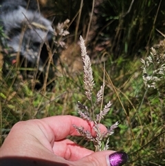 Holcus lanatus at Captains Flat, NSW - 18 Nov 2024