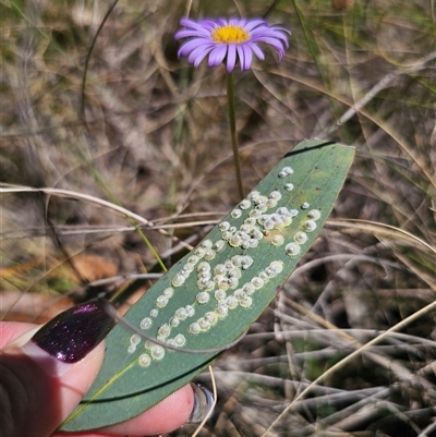 Glycaspis sp. (genus) at Captains Flat, NSW - 18 Nov 2024 by Csteele4