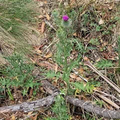 Cirsium vulgare at Bungonia, NSW - 17 Nov 2024 12:09 PM