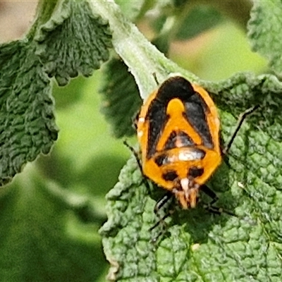 Agonoscelis rutila (Horehound bug) at Bungonia, NSW - 17 Nov 2024 by trevorpreston