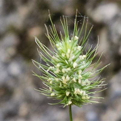 Echinopogon ovatus (Forest Hedgehog Grass) at Bungonia, NSW - 17 Nov 2024 by trevorpreston