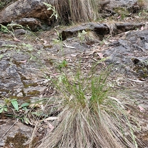 Poa sieberiana at Bungonia, NSW - 17 Nov 2024 12:04 PM