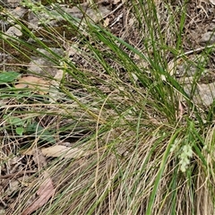 Poa sieberiana at Bungonia, NSW - 17 Nov 2024 12:04 PM