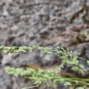 Poa sieberiana at Bungonia, NSW - 17 Nov 2024 12:04 PM